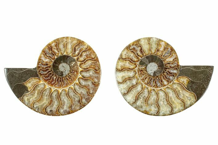 Cut & Polished, Agatized Ammonite Fossil - Madagascar #344476